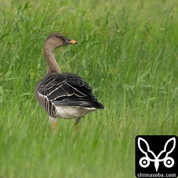 カリガネと行動するヒシクイ。ヒシクイが見張り役を務めていることが多いようでした。