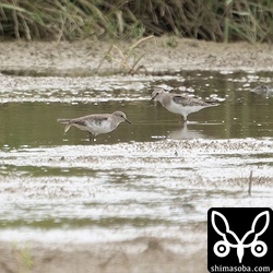 オジロトウネンの幼鳥(右)と成鳥。
