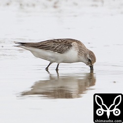 トウネンも数を減らしています。