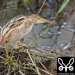 ヨシゴイ幼鳥。昨年はヨシゴイが非常に多い年でしたが、ことしも見る機会が多いです。