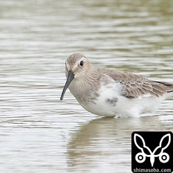 ハマシギ冬羽へ。ハマシギは田んぼや海岸で滞在中。