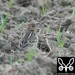 やっと写真がとれたムネアカタヒバリ。