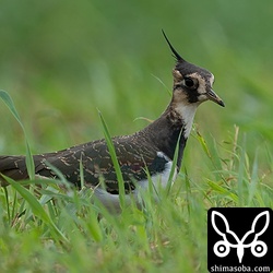 こちらも幼鳥。