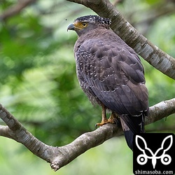 林道のカンムリワシ。警戒心の弱い個体です。