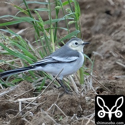 ホオジロハクセキレイなのかシベリアハクセキレイなのか?