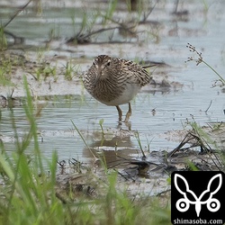アメリカウズラシギ。