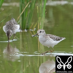 ヒバリシギ冬羽。