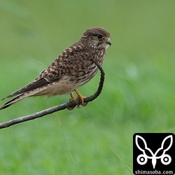 チョウゲンボウやハヤブサも増えてきました。猛禽が飛び回るたびにセキレイの群れがシャッフルされます。^^;