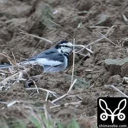ハクセキレイのメス。冬羽へ換羽中。