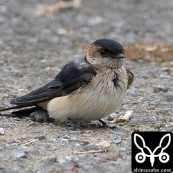 強風を避け、地上で休むコシアカツバメ。