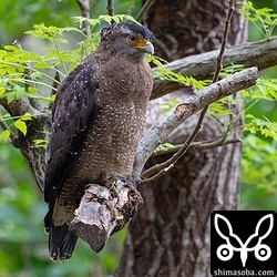 小学校の校庭でカンムリワシ。子育ても終わり、カンムリワシに出会う機会が多くなってきました。