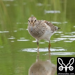 正面からの撮影はアメリカウズラシギの特徴がよく出ます。