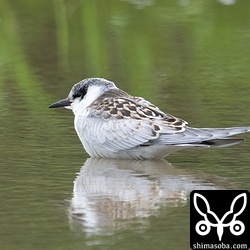 クロハラアジサシ幼鳥。