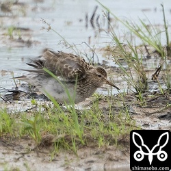 暗くて遠くて風が強いと三重苦でしたが、なんとか写真に収めることができました。