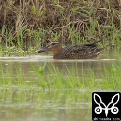 シマアジの幼鳥。