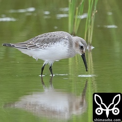 ハマシギ冬羽。