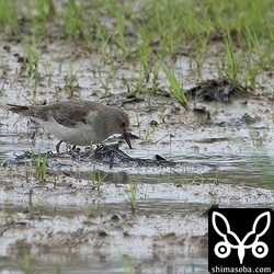 アメリカウズラシギと同じ田んぼにオジロトウネン。