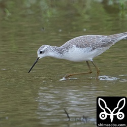 コアオアシシギ冬羽。