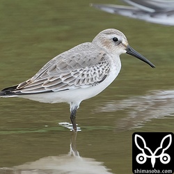 ハマシギ冬羽。
