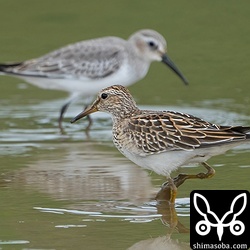 アメリカウズラシギとハマシギ。