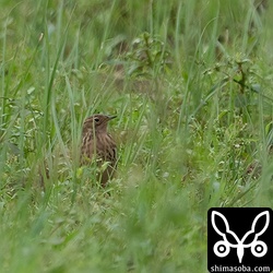 草の陰に隠れてほとんど撮れない。
