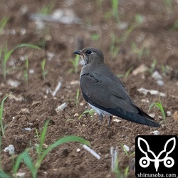 ツバメチドリ成鳥冬羽。