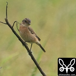 今季初のノビタキ。