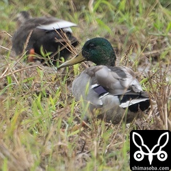 沖縄的珍鳥のマガモ。カルガモと行動をともにしていた。
