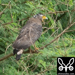 カンムリワシのメス。
