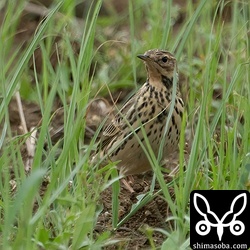ムネアカタヒバリは数十羽の群れで飛来。