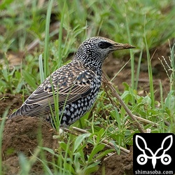 今季初のホシムクドリ。幼鳥でした。