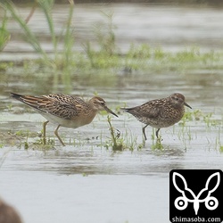 ウズラシギの幼鳥(左)と成鳥夏羽後期。