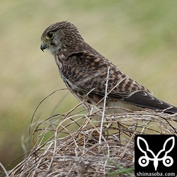 小鳥の群れを飛ばす張本人…。^^l