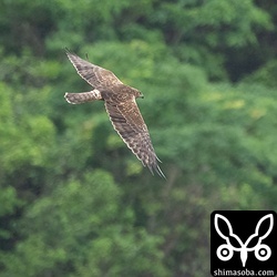 田んぼの上を飛び回るチュウヒ。