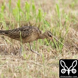 コシャクシギは餌となる虫を捕まえているようでした。