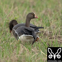 カリガネ2羽はヒシクイ、マガンの群れとは少し距離を置いて行動していました。
