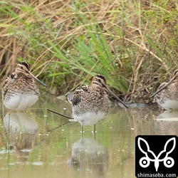この時季、田んぼに残っているジシギはタシギばかり…。