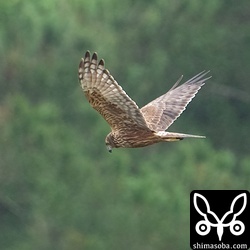距離はありましたが、田んぼん鳥たちは怯えた様子でした。