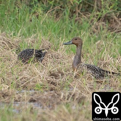オナガガモは4羽で飛来。