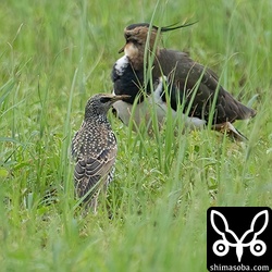 ホシムクドリとタゲリ。
