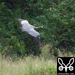 飛ぶクロヅル。換羽の状態から年齢が読み取れるかと思ったのですが…よく分かりません…。^^