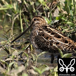 タシギの幼鳥。