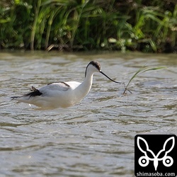 ソリハシセイタカシギは沖縄や石垣島では珍しくもないのですが、いたらなんとなく撮ってしまいますね。