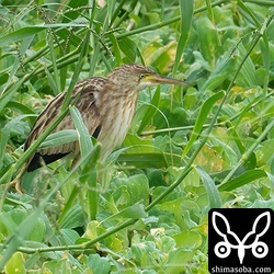 ヨシゴイ幼鳥。今季も多くが飛来していますが、昨年同様、全て幼鳥。
