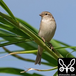 イエスズメを正面から見ると白っぽさが際立ちます。