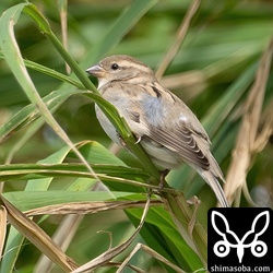 水浴び後はススキに止まってリラックスしていました。