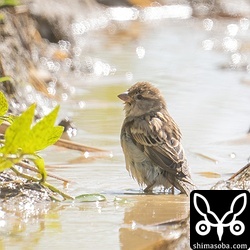 水浴びするイエスズメ。
