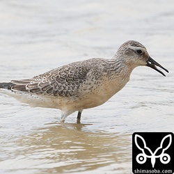 コオバシギの幼鳥。第1回冬羽に変わりつつあります。