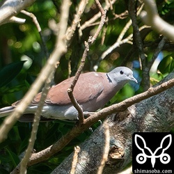 ベニバトの成鳥オス。キジバトの群れに混じっていました。