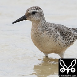 海岸で見る機会が多いコオバシギですが、田んぼにも時折、現れるようです。